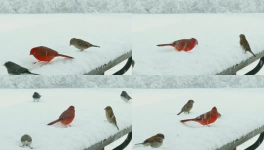 在暴风雪中，鸟儿们为争夺覆盖着雪的鸟食而战，为冬季的生存而战高清在线视频素材下载