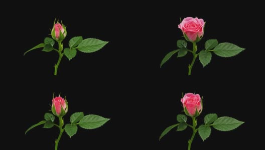 粉红玫瑰，绽放时光流逝高清在线视频素材下载
