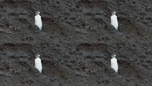 一只加拉帕戈斯企鹅在巴托洛姆岛上扇动着翅膀高清在线视频素材下载