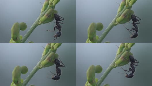 一朵花上的黑蚂蚁高清在线视频素材下载