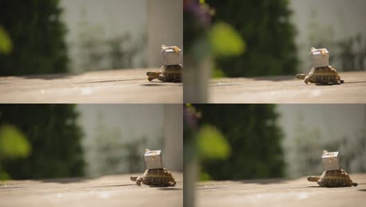 海龟与迷你惊喜礼物在一个贝壳接待婚礼装饰广告镜头为标志高清在线视频素材下载