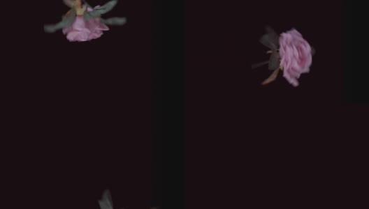 人工玫瑰飞和旋转在一个黑色背景的慢动作高清在线视频素材下载