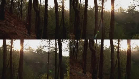 松树间的日落高清在线视频素材下载