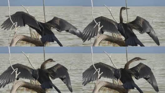 肯尼亚巴林戈湖，非洲飞镖湖正在晾干翅膀高清在线视频素材下载