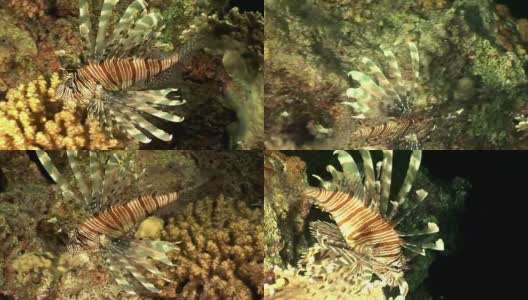 条纹有毒鱼一种常见的狮子鱼，生活在红海海底。高清在线视频素材下载
