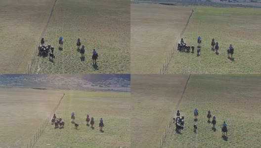 向后无人机拍摄马背上的牛群高清在线视频素材下载