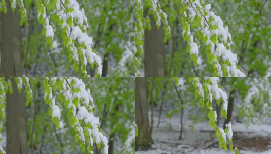 冬日的突然回归——雪白的新鲜绿叶——倾斜的相机高清在线视频素材下载