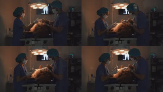 一组外科医生在兽医诊所一起为狗做一个小手术高清在线视频素材下载