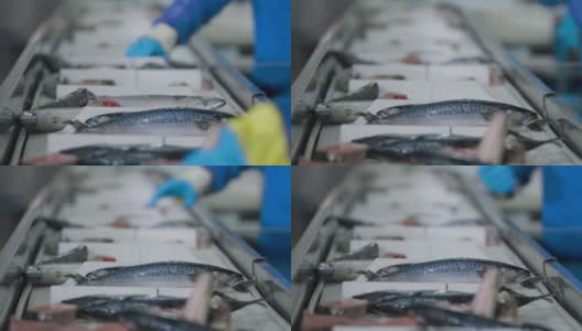 鱼类工厂的专家们正在把海鱼从运输机械转移到集装箱。渔场工厂。高清在线视频素材下载