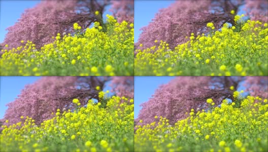 下嘉摩河边盛开的川崎樱花树和油菜花高清在线视频素材下载