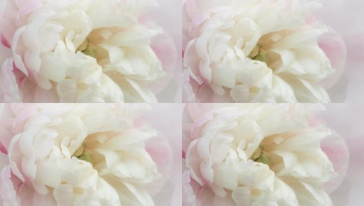 近距离观看一个淡粉色的牡丹开放。微距拍摄美丽精致的牡丹花，层层叠叠的花瓣盛开。4 k间隔拍摄视频高清在线视频素材下载