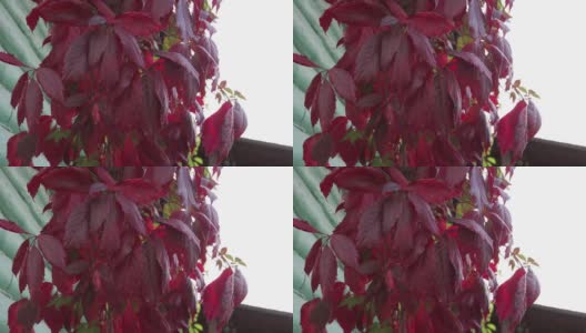 下垂的观赏植物的红色叶子。高清在线视频素材下载