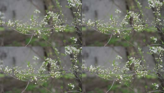 在早春开花的树高清在线视频素材下载