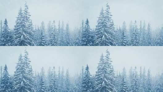 树枝上美丽的蓬松的雪。雪花从云杉树枝上美丽地飘落下来。冬天的童话，树在雪中囚禁。冬天下雪的录像高清在线视频素材下载