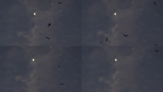 大群果蝠飞过月亮和云令人毛骨悚然的野生动物视频高清在线视频素材下载