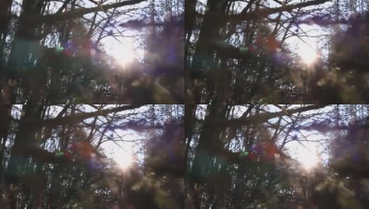 夕阳在秋天的森林里高清在线视频素材下载