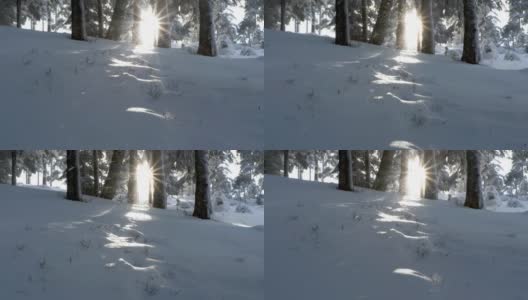 摄影:冬日森林——白天，阳光在白雪覆盖的树木间闪耀高清在线视频素材下载
