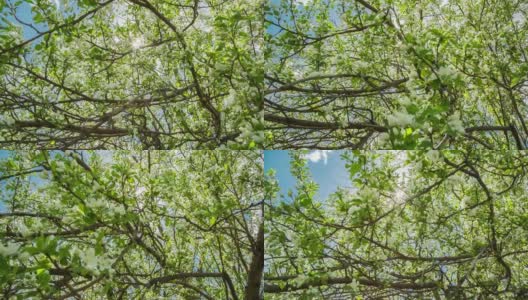 阳光透过开花的苹果树枝-滑块多莉拍摄在RAW高清在线视频素材下载