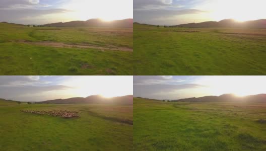 正上方拍摄的羊群在草地上行走高清在线视频素材下载