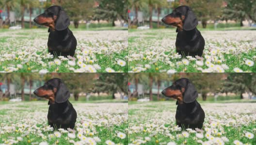 好奇的小腊肠狗闻到白色盛开的洋甘菊花在草坪在城市花园在美好的春天近距离观看高清在线视频素材下载