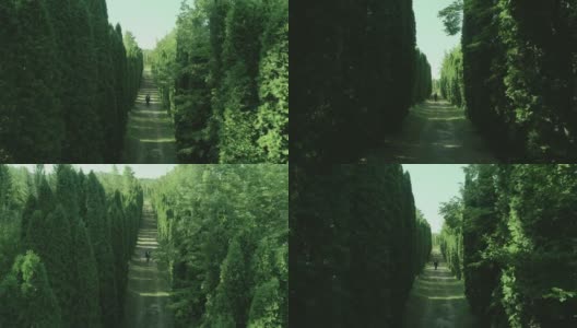 西装革履的人独自穿过森林或花园的树木。孤独的男孩走在林间的小径或人行道上，林间有高大的绿树。慢动作无人机摄像机高清在线视频素材下载