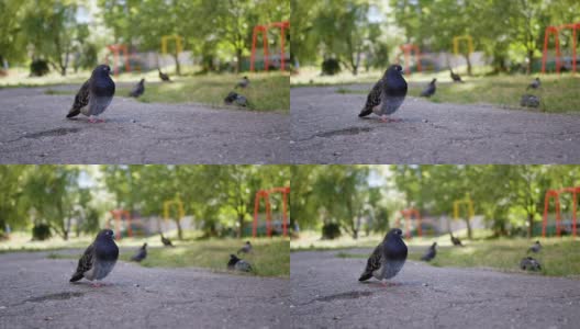 孤独肥胖的街鸽站在沥青上，看着院子里的远方高清在线视频素材下载