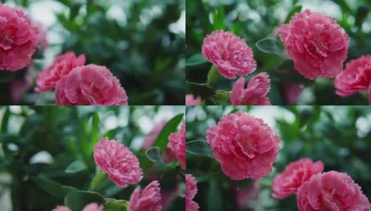 微距拍摄粉色康乃馨与水滴高清在线视频素材下载