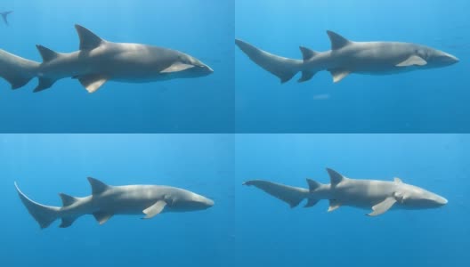 在马尔代夫浮潜和潜水，观看鲨鱼高清在线视频素材下载