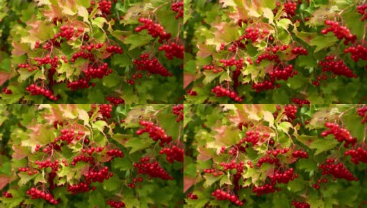 近距离查看4k股票视频片段的明亮的红色秋天浆果生长在树上的花园在乡村。天然植物的背景高清在线视频素材下载