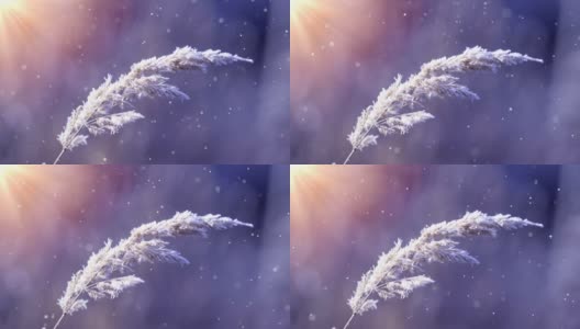 圣诞卡片(循环4k) -雪花与闪光的效果。高清在线视频素材下载