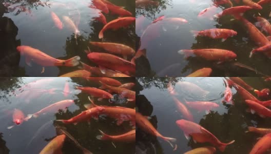 金鱼在公园的池子里游泳高清在线视频素材下载