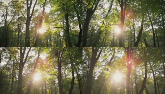 在秋天的森林中，阳光闪耀穿过树木高清在线视频素材下载
