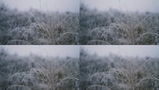 冬季森林中结霜的植物。美丽的冬季风景与冰冻干草的特写高清在线视频素材下载