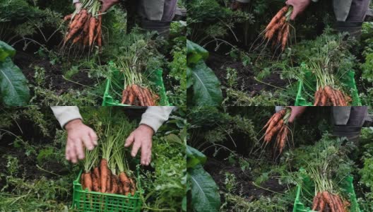 一位60岁的老人在收割胡萝卜。农贸市场。种植蔬菜天然纯净新鲜产品。那个领养老金的人在花园里干活。特写镜头高清在线视频素材下载