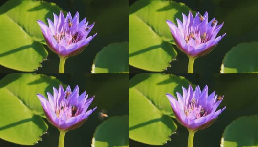 蜜蜂在Lotus高清在线视频素材下载