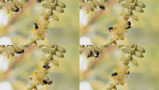 蜜蜂和花高清在线视频素材下载