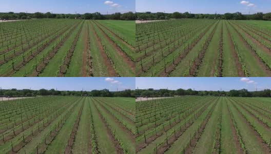 葡萄园的空中飞行在葡萄酒生长的一排排高清在线视频素材下载