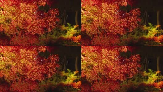 秋叶的倒影在Nabana No Sato, Mie，日本高清在线视频素材下载