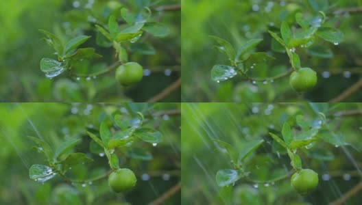 种植柠檬或酸橙树。高清在线视频素材下载