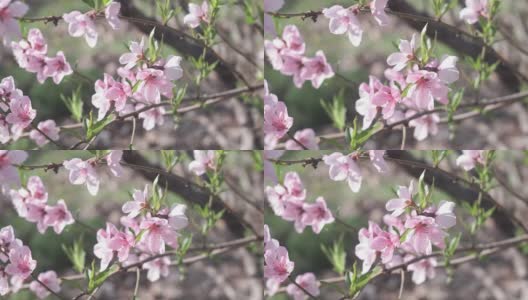粉红色的桃花近距离绽放在花园里在春天的时候。高清在线视频素材下载