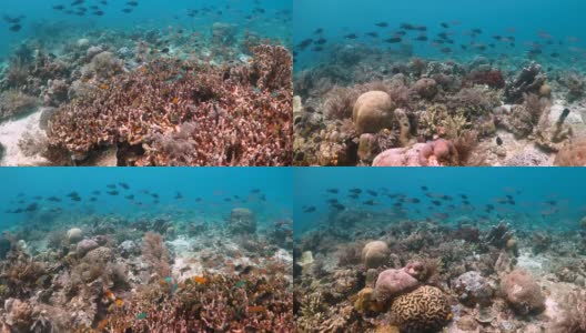 游过一个有很多种类的鱼游过的珊瑚礁高清在线视频素材下载