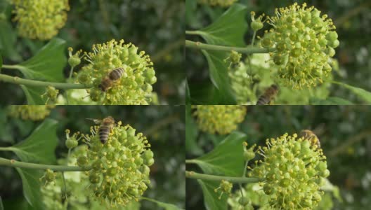 盛开的常春藤上的蜜蜂(Hedera helix)高清在线视频素材下载