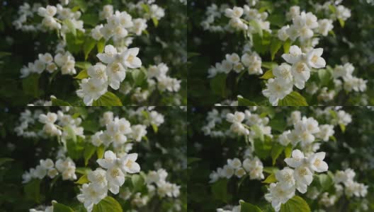 特写的小枝与美丽的雪白的茉莉花在花园里。盛开的茉莉花分支。植物、细节、自然高清在线视频素材下载