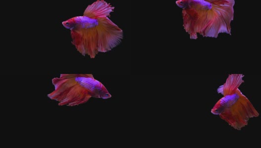 慢动作半月美丽的红暹罗鱼在黑色的背景。高清在线视频素材下载