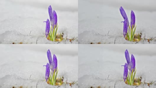 美丽的春天flowers-crocus高清在线视频素材下载