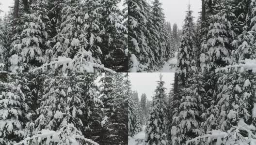 Winterland，在暴风雪中飞过冷杉树。冷,carpatian高清在线视频素材下载