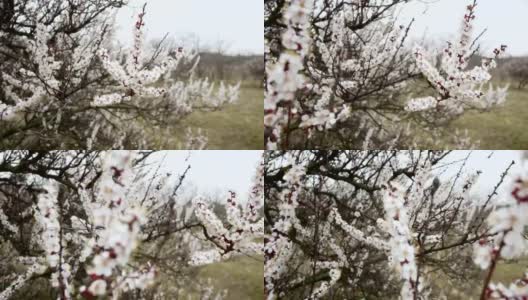 盛开的树。春天公园的树上开着白花。春天的花园高清在线视频素材下载