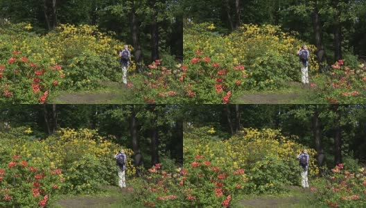 花园里的摄影师正在拍摄盛开的杜鹃花高清在线视频素材下载