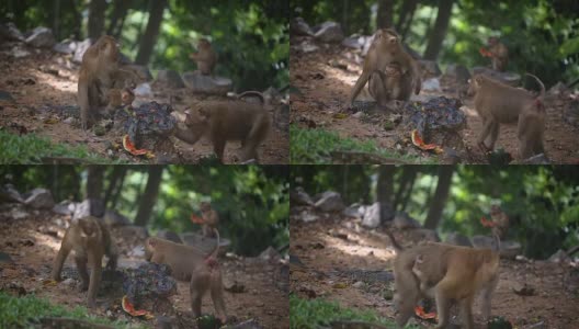 猴子生活在泰国普吉岛的一片天然森林里。高清在线视频素材下载