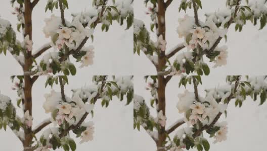 4月份下雪。白雪覆盖了开花的果树高清在线视频素材下载